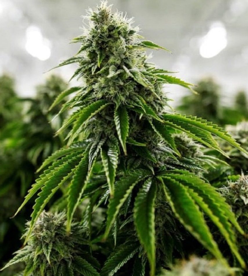 cannabis